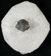 Bargain Enrolled Gerastos Trilobite Fossil #15410-2